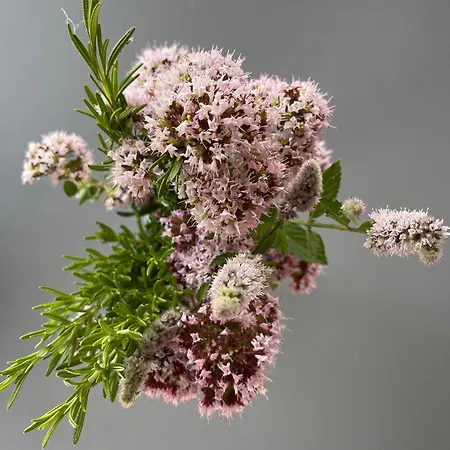 A Costa, Valle Del Mendo Rum i privatbostad